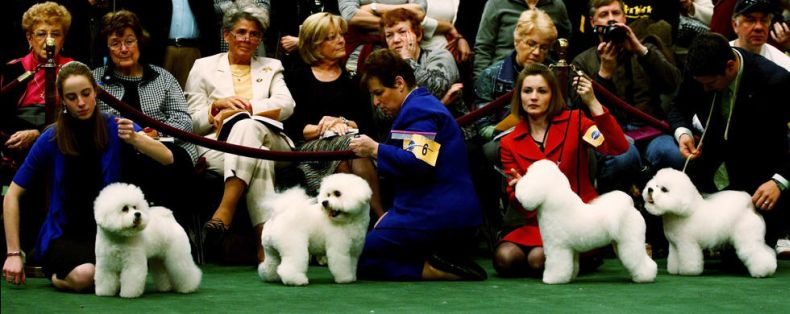 Westminster Kennel Club Dog Show