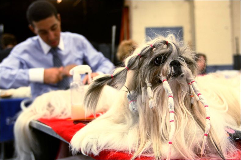 Westminster Kennel Club Dog Show