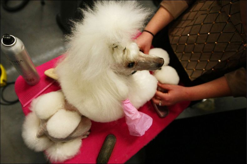 Westminster Kennel Club Dog Show