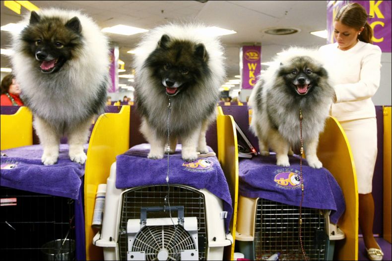 Westminster Kennel Club Dog Show