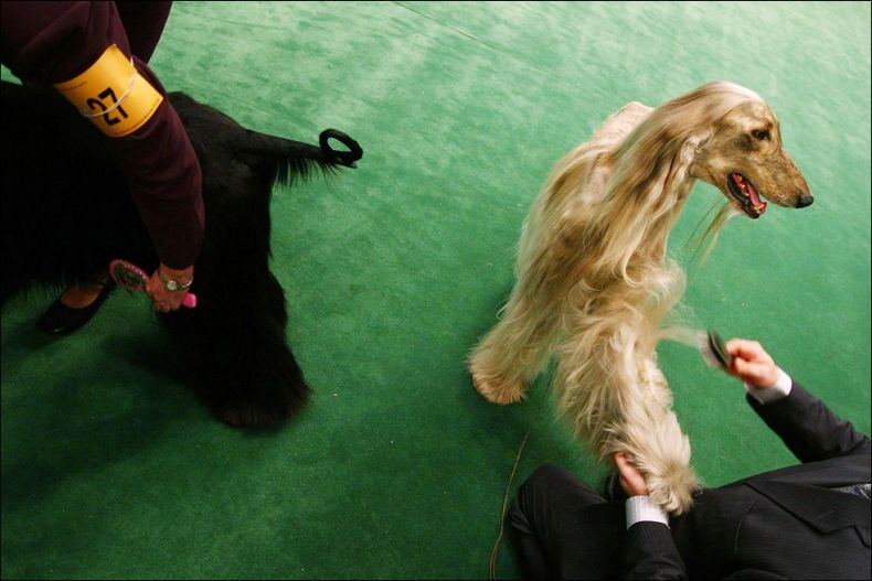 Westminster Kennel Club Dog Show