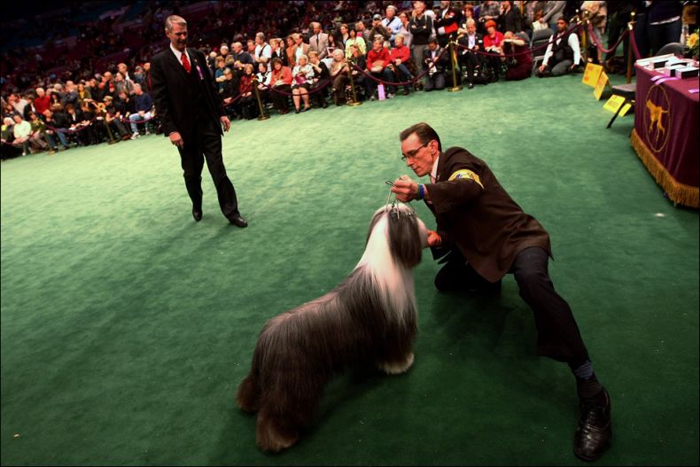 Westminster Kennel Club Dog Show