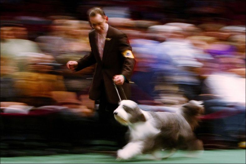 Westminster Kennel Club Dog Show