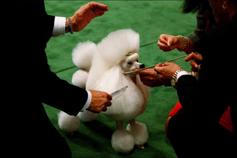 Westminster Kennel Club Dog Show