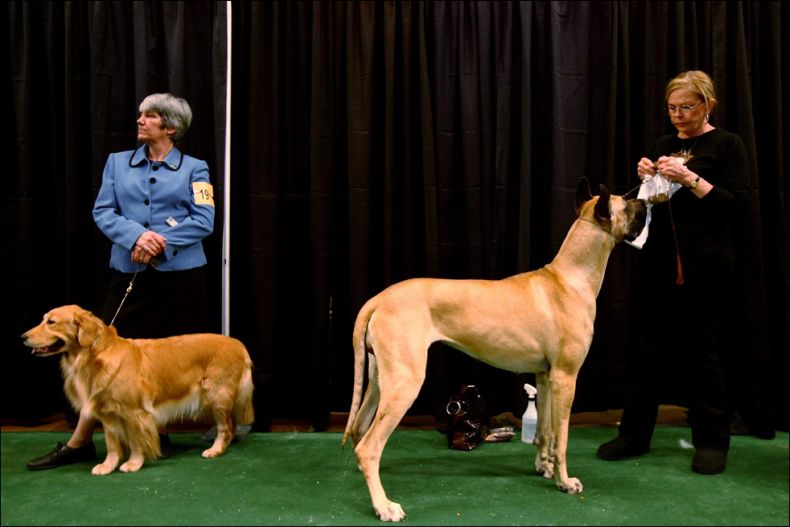 Westminster Kennel Club Dog Show