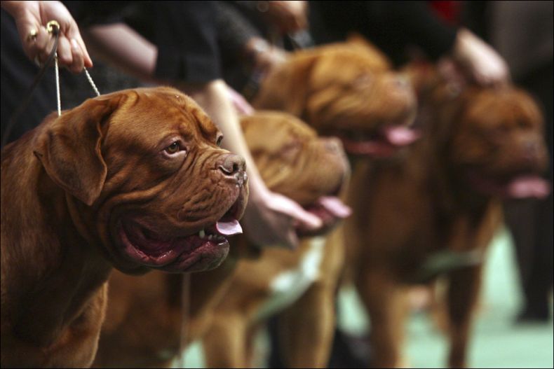 Westminster Kennel Club Dog Show