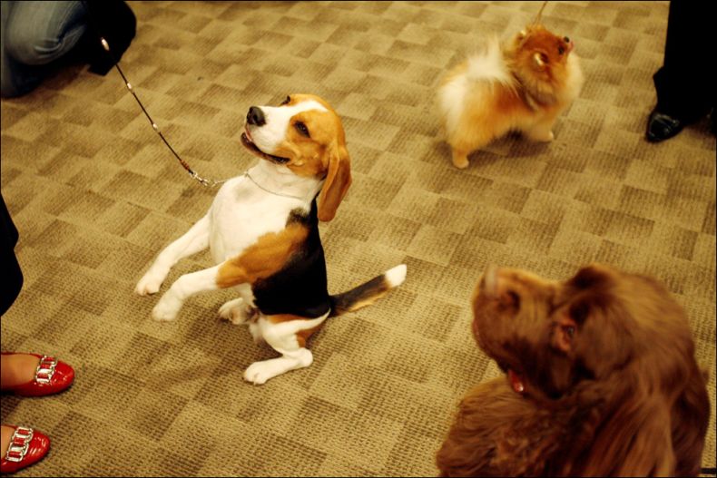 Westminster Kennel Club Dog Show