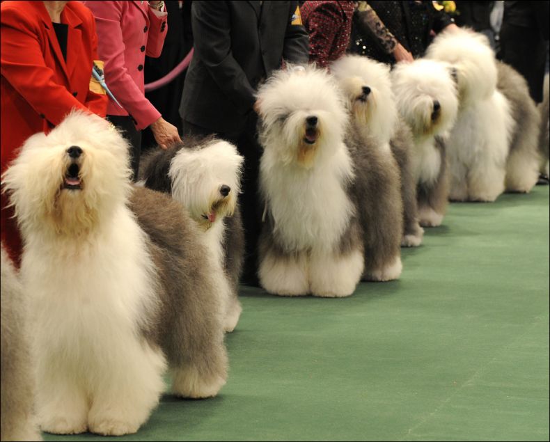 Westminster Kennel Club Dog Show