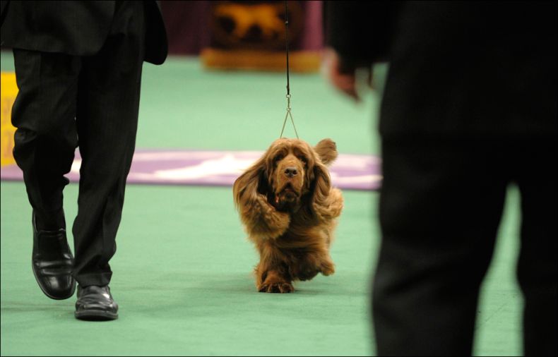 Westminster Kennel Club Dog Show