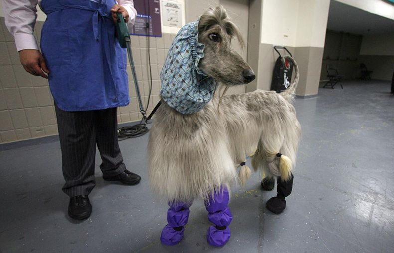 Westminster Kennel Club Dog Show