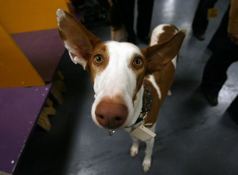 Westminster Kennel Club Dog Show