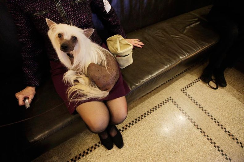 Westminster Kennel Club Dog Show
