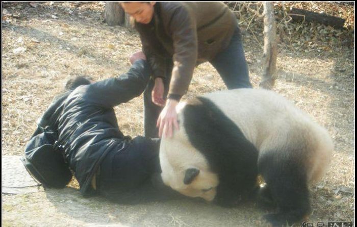 panda attacked some people
