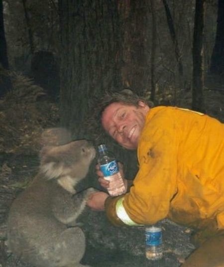 saving koala after fire in the Australia