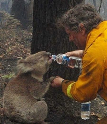 saving koala after fire in the Australia