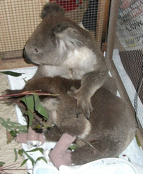 saving koala after fire in the Australia