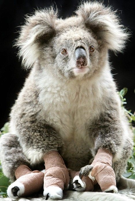 saving koala after fire in the Australia