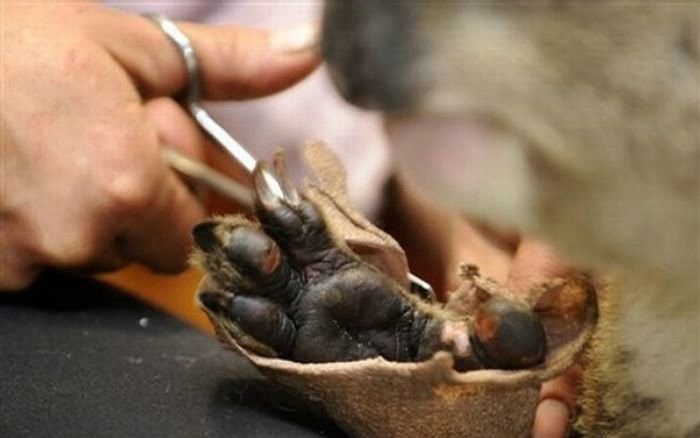 saving koala after fire in the Australia