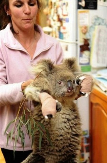 saving koala after fire in the Australia