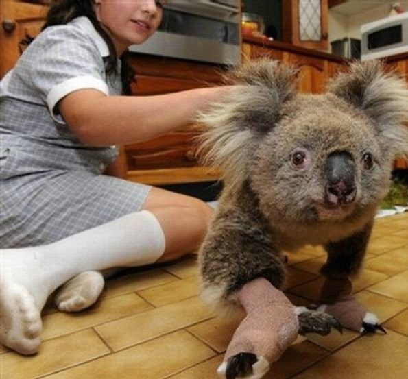 saving koala after fire in the Australia