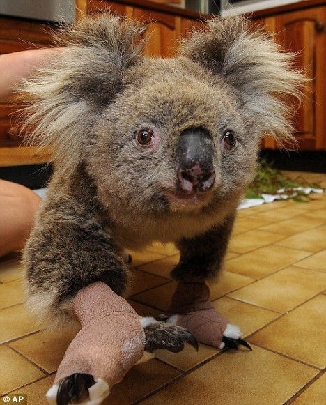 saving koala after fire in the Australia