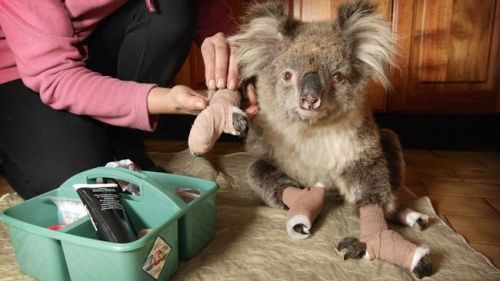 saving koala after fire in the Australia