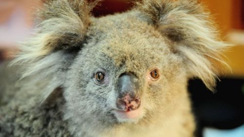 saving koala after fire in the Australia