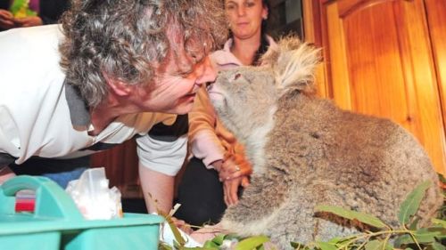 saving koala after fire in the Australia