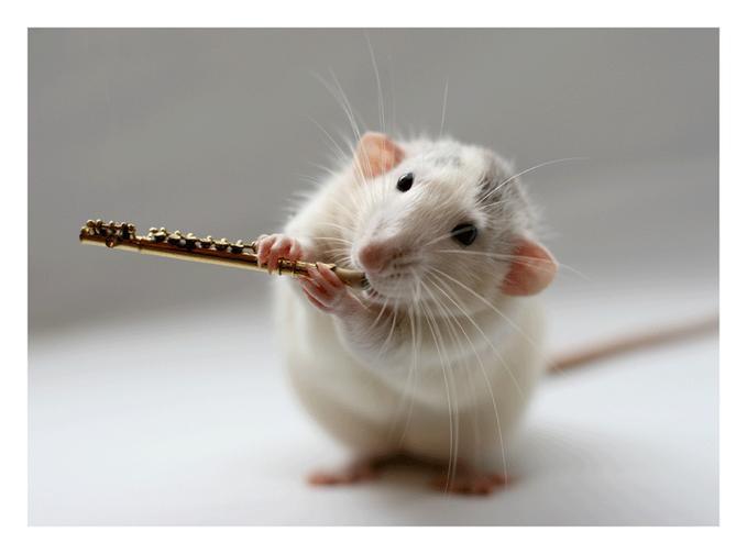 cute rat pose