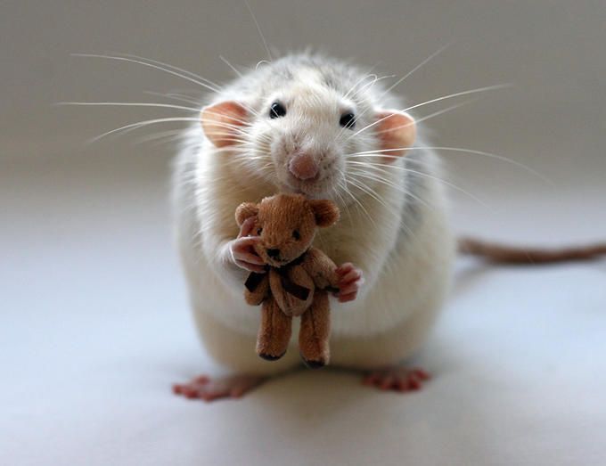 cute rat pose