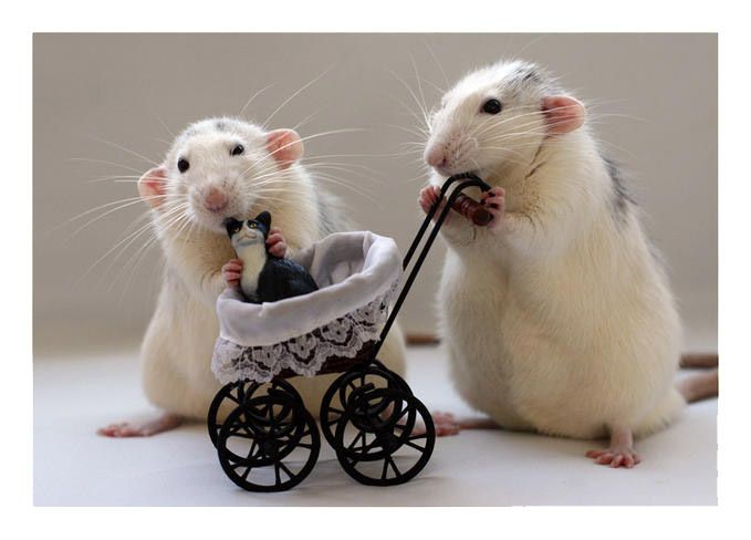cute rat pose