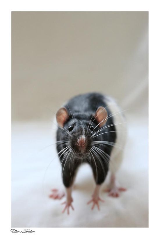 cute rat pose