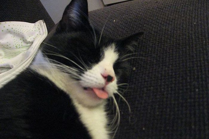 wake up the cat