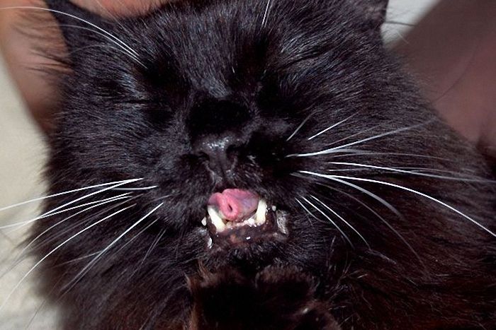 wake up the cat