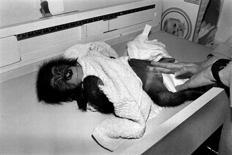 monkey in the house