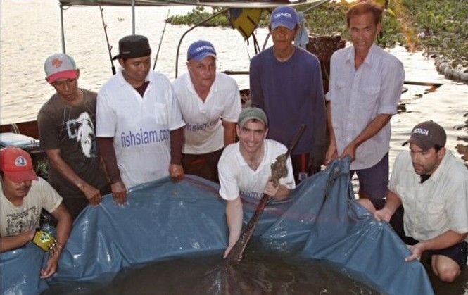 the largest ray in the world