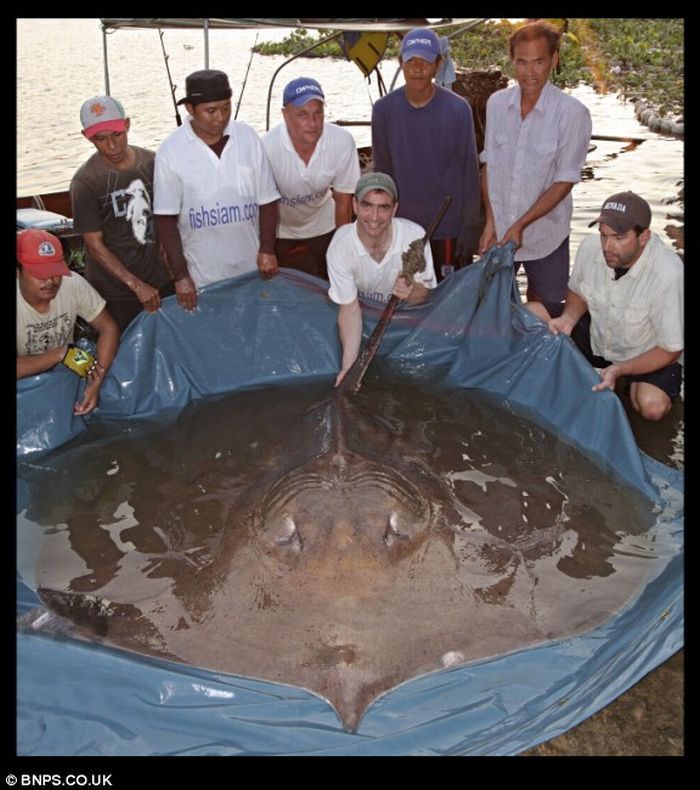 the largest ray in the world