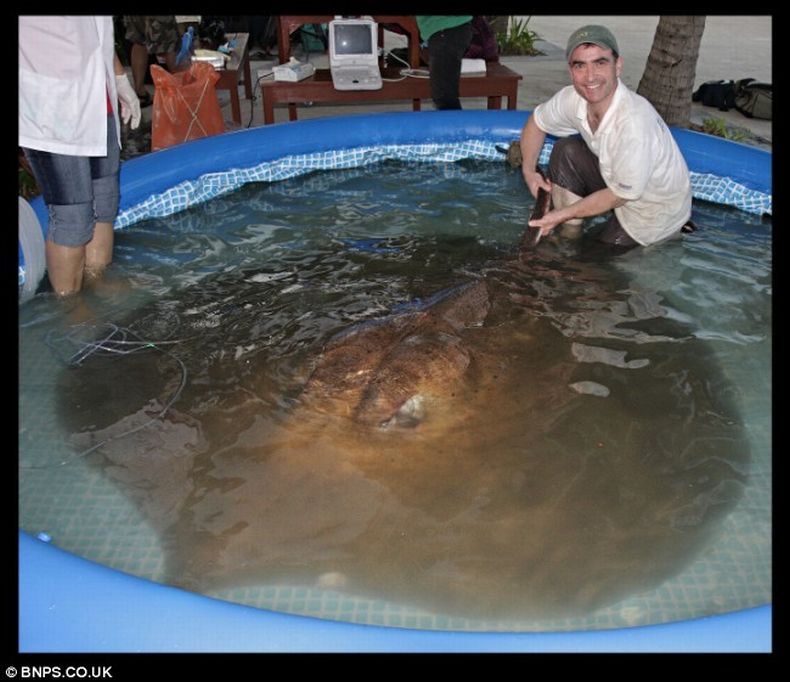 the largest ray in the world