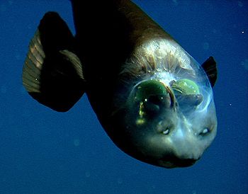 macropinna microstoma - fish with a transparent head