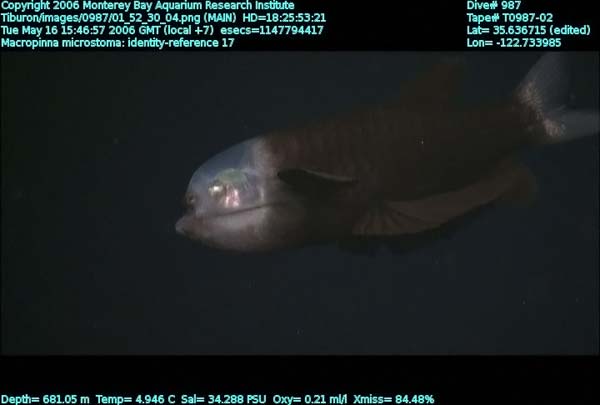 macropinna microstoma - fish with a transparent head