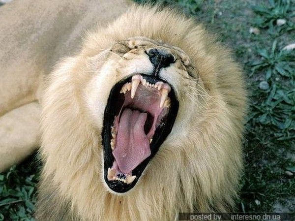 yawn animals