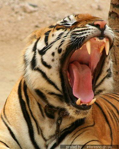 yawn animals