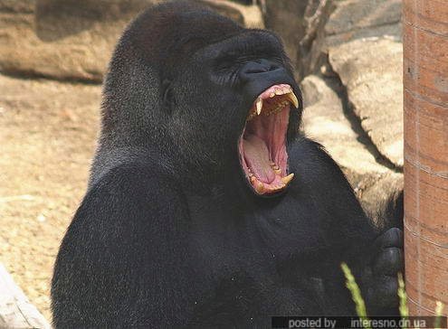 yawn animals