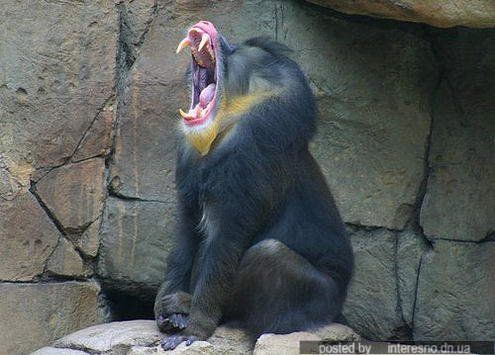 yawn animals