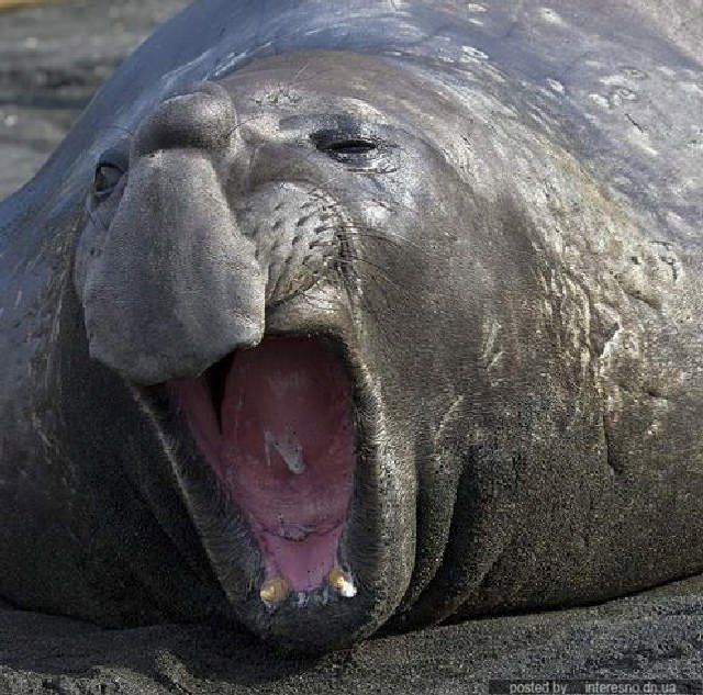 yawn animals