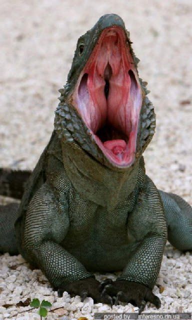 yawn animals