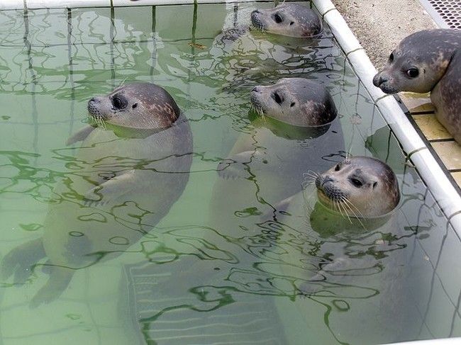 seals in the pool