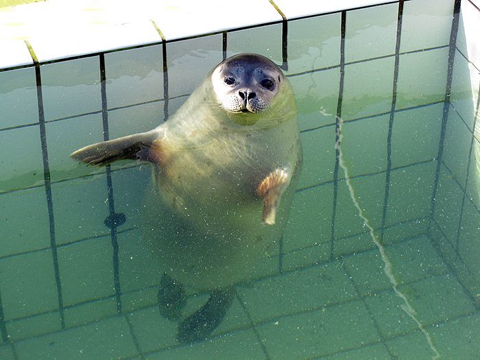 seals in the pool