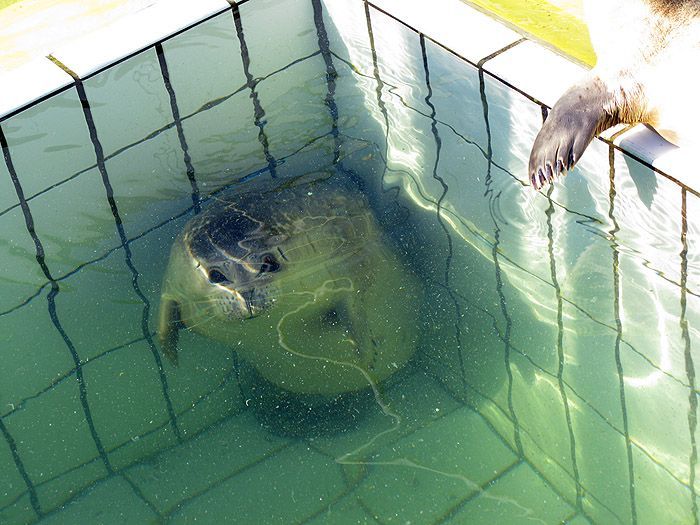 seals in the pool