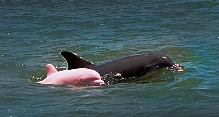 pink dolphin